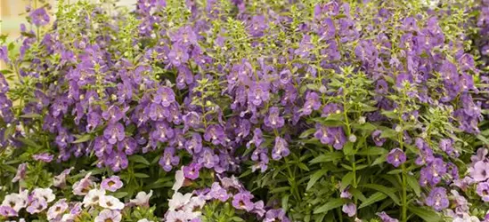 Angelonia hybrid