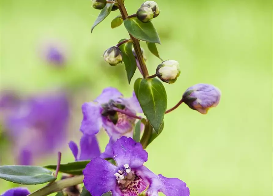 Angelonia hybrid