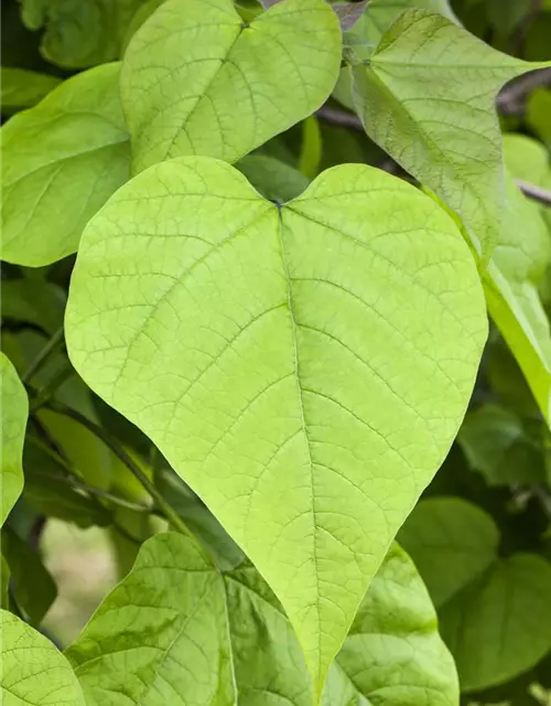 Catalpa bignonioides 'Nana'