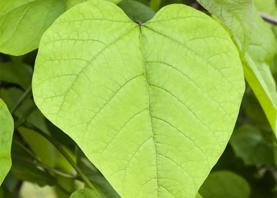 Catalpa bignonioides 'Nana'