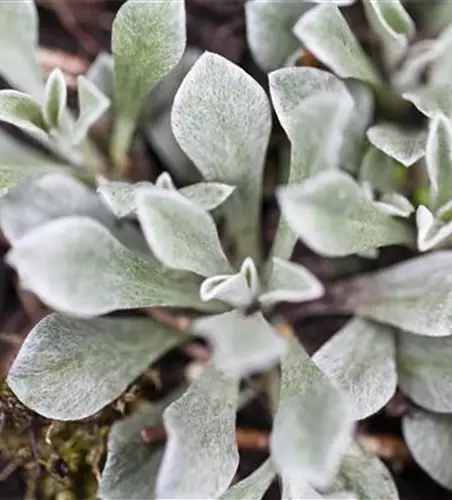 Antennaria dioica