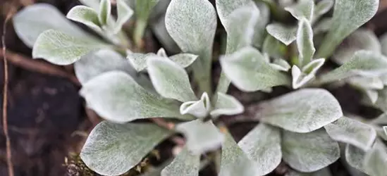 Antennaria dioica