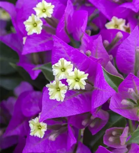 Bougainvillea