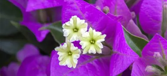 Bougainvillea