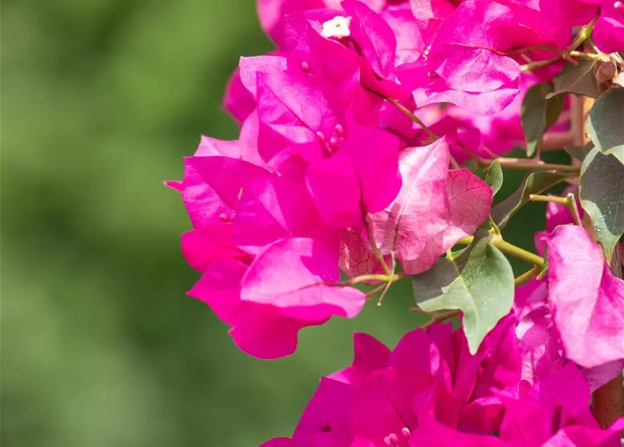 Bougainvillea