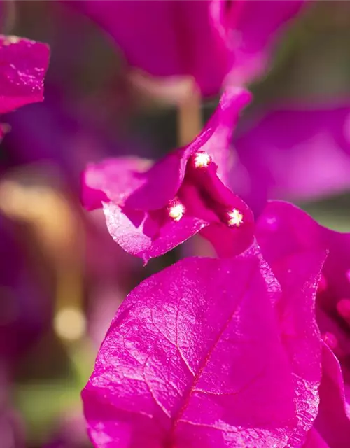 Bougainvillea