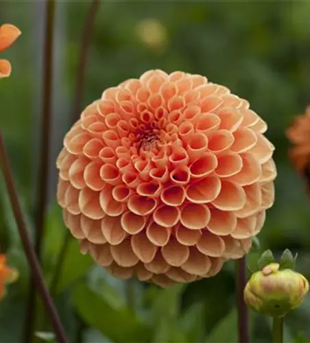 Dahlia Pompon