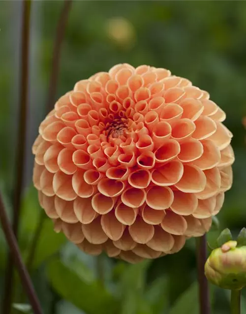 Dahlia Pompon