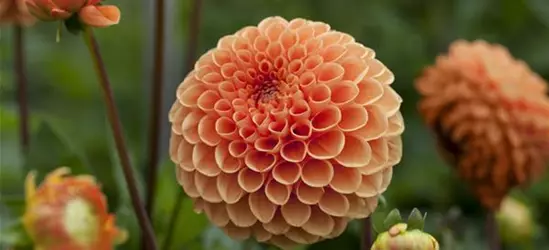 Dahlia Pompon