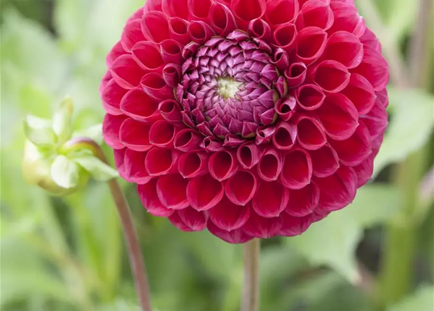 Dahlia Pompon