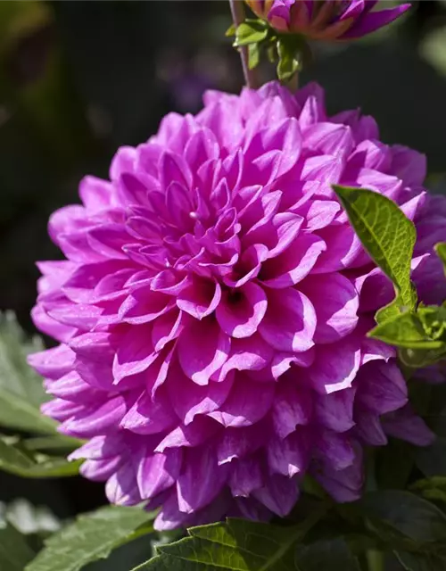 Dahlia Pompon