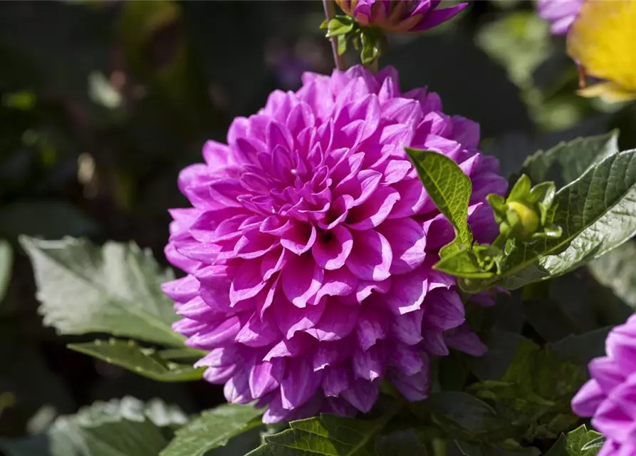 Dahlia Pompon