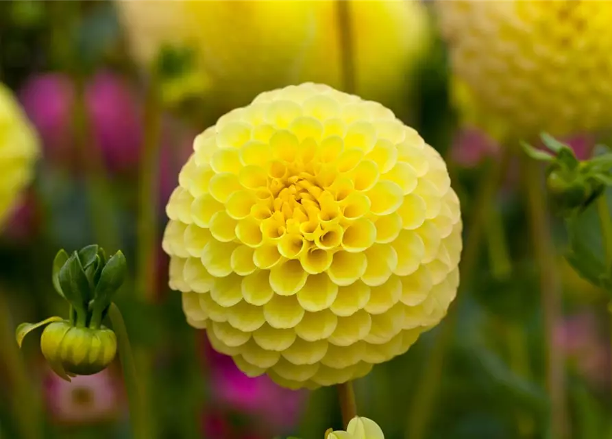 Dahlia Pompon