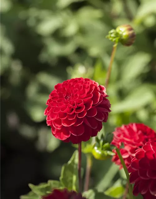 Dahlia Pompon