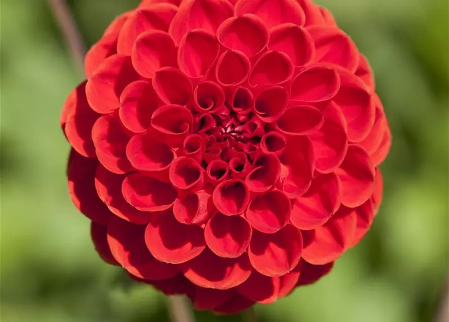 Dahlia Pompon