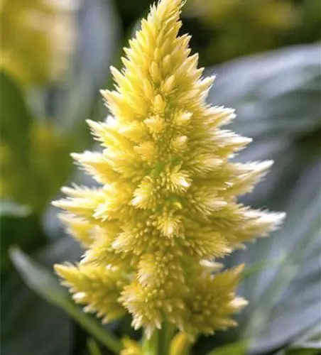 Celosia argentea