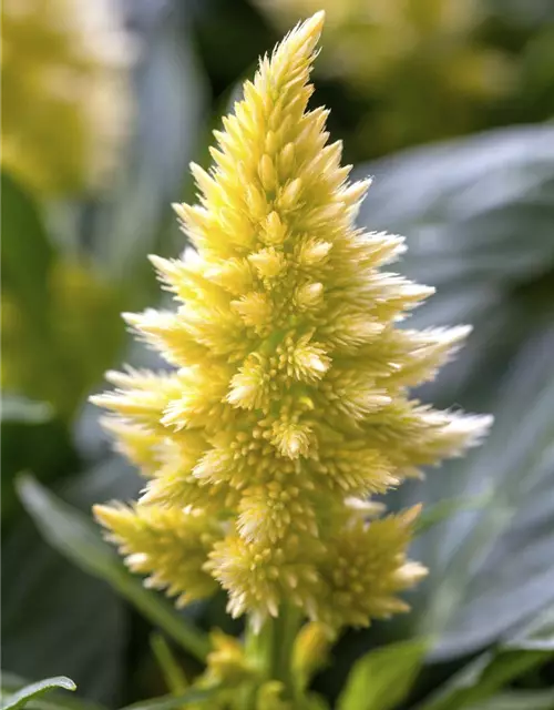 Celosia argentea