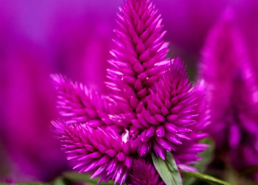 Celosia argentea