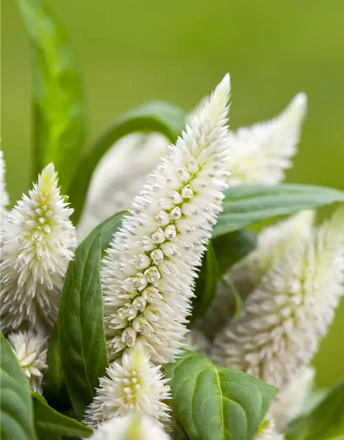 Celosia argentea