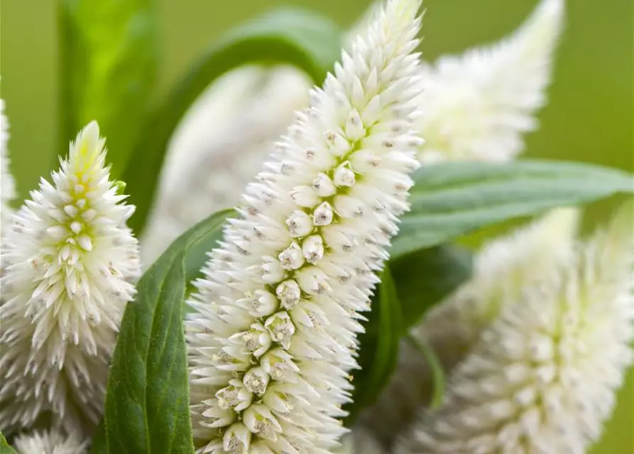 Celosia argentea