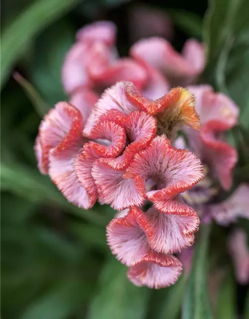 Celosia argentea