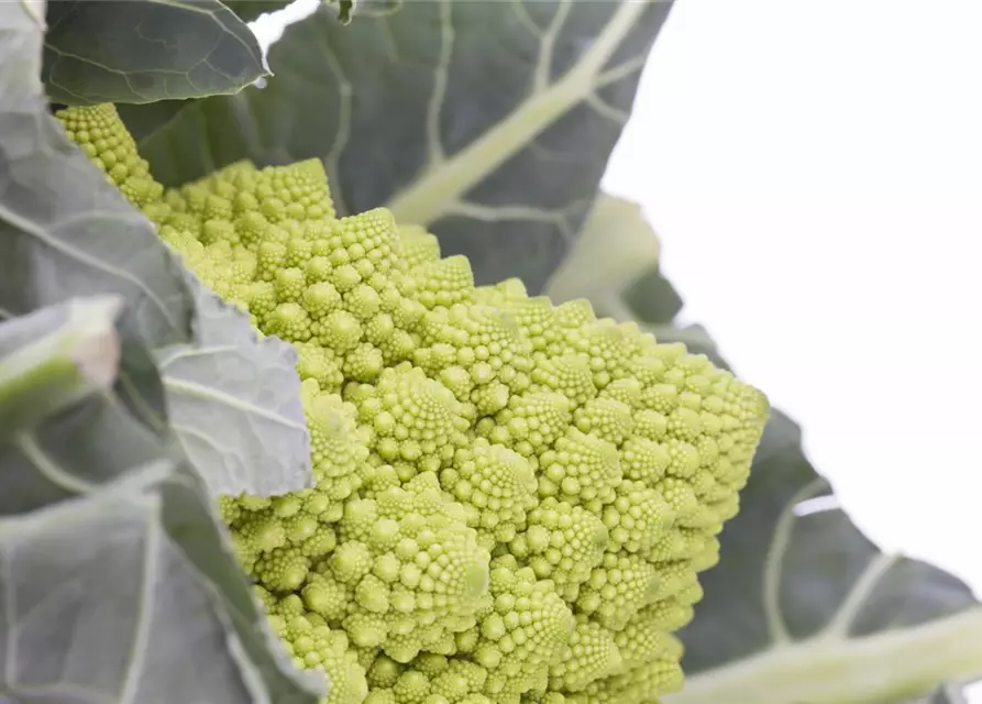 Brassica oleracea var. botrytis