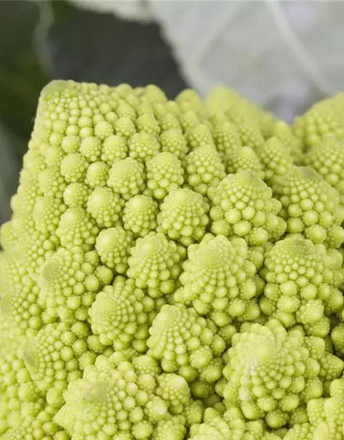 Brassica oleracea var. botrytis