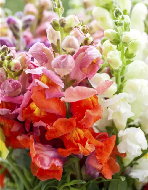 Antirrhinum majus