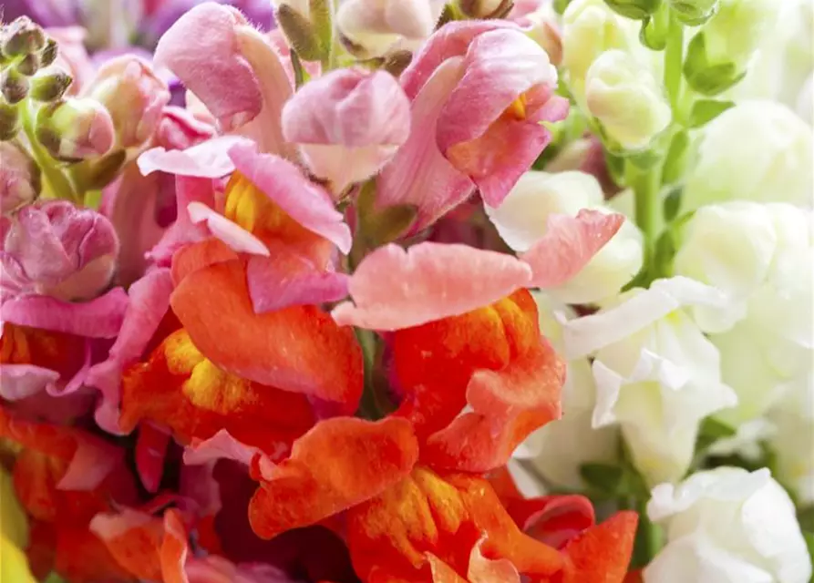 Antirrhinum majus