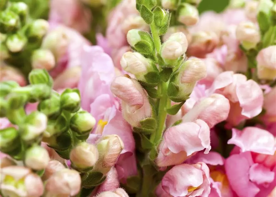 Antirrhinum majus