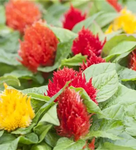 Celosia argentea var. plumosa