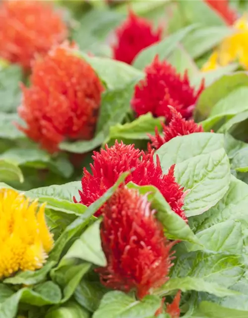 Celosia argentea var. plumosa