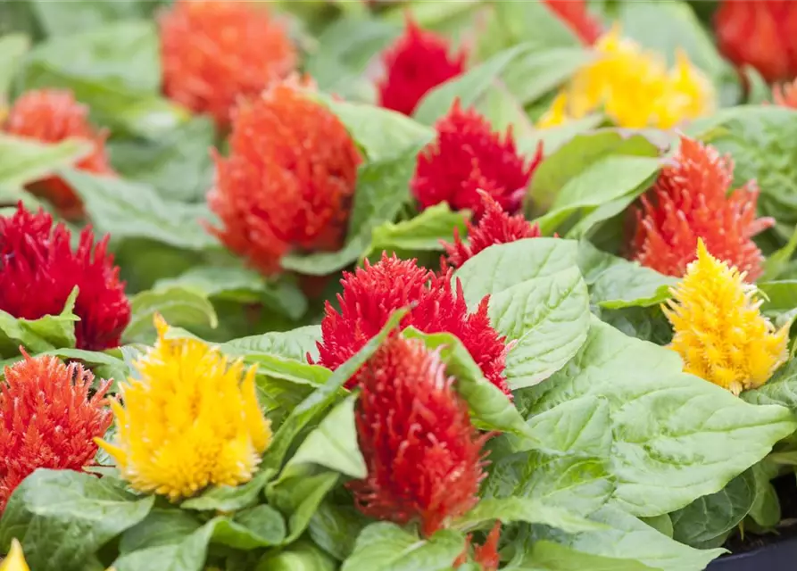 Celosia argentea var. plumosa