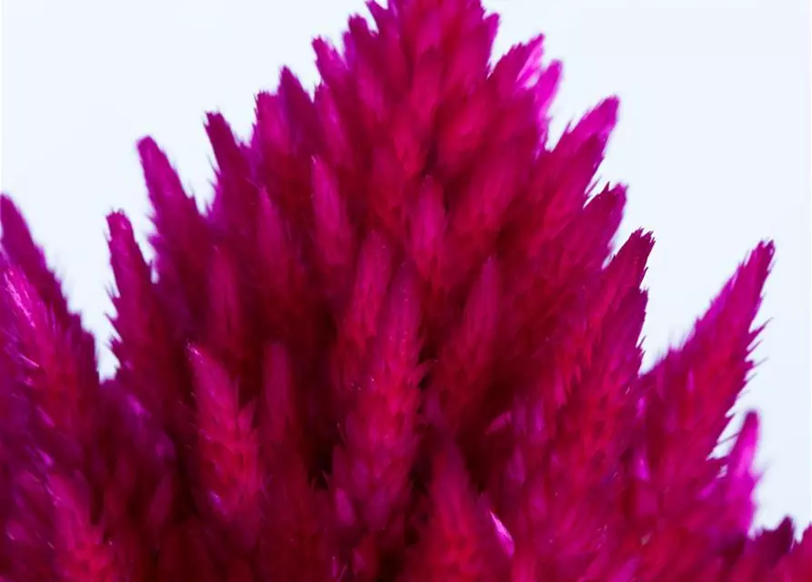 Celosia argentea var. plumosa