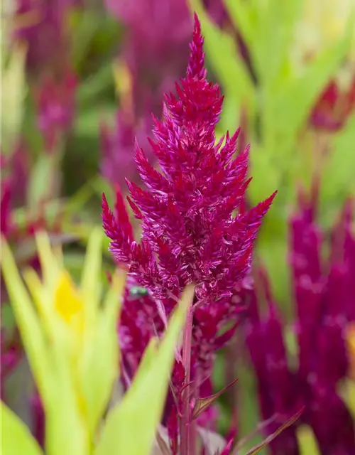 Celosia argentea var. plumosa