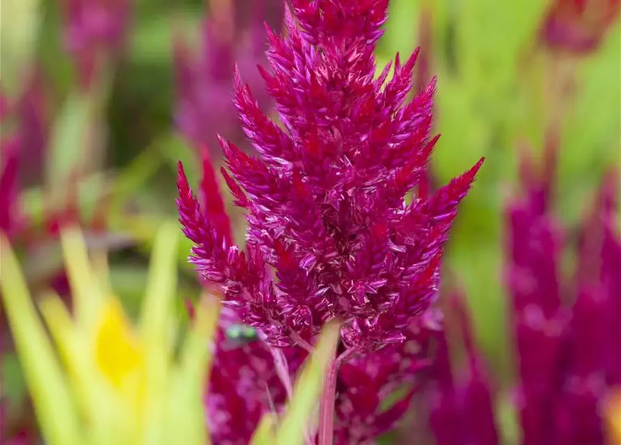 Celosia argentea var. plumosa