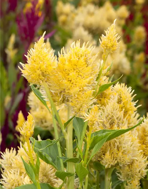 Celosia argentea var. plumosa