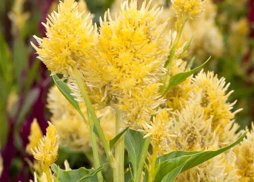 Celosia argentea var. plumosa