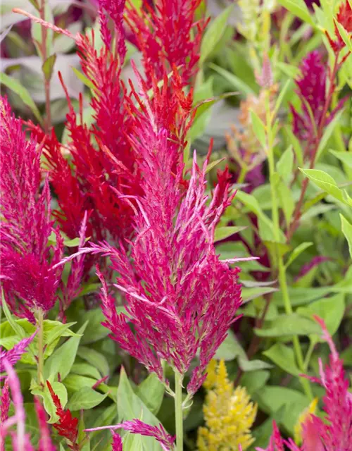 Celosia argentea var. plumosa