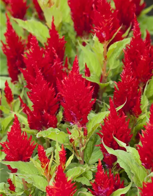 Celosia argentea var. plumosa