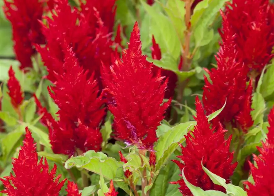 Celosia argentea var. plumosa