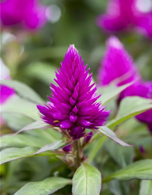 Celosia argentea var. plumosa