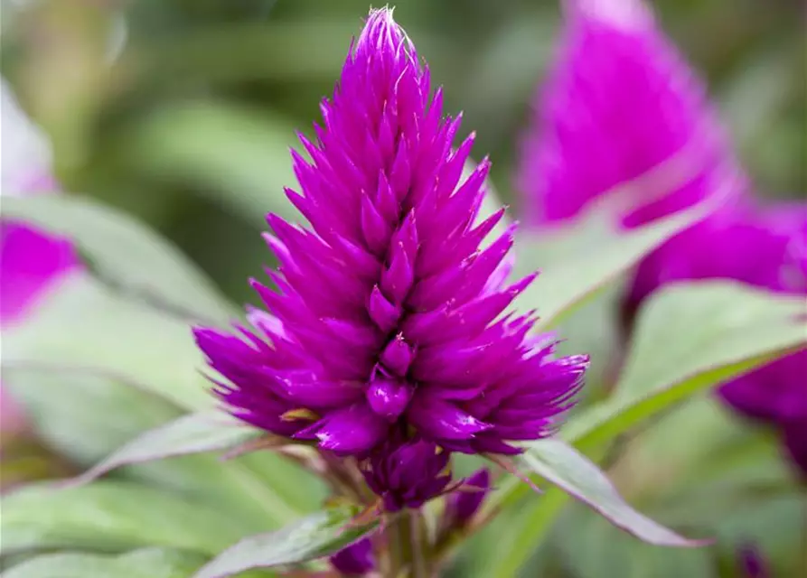 Celosia argentea var. plumosa