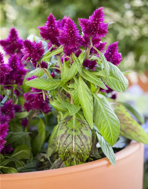 Celosia argentea var. plumosa