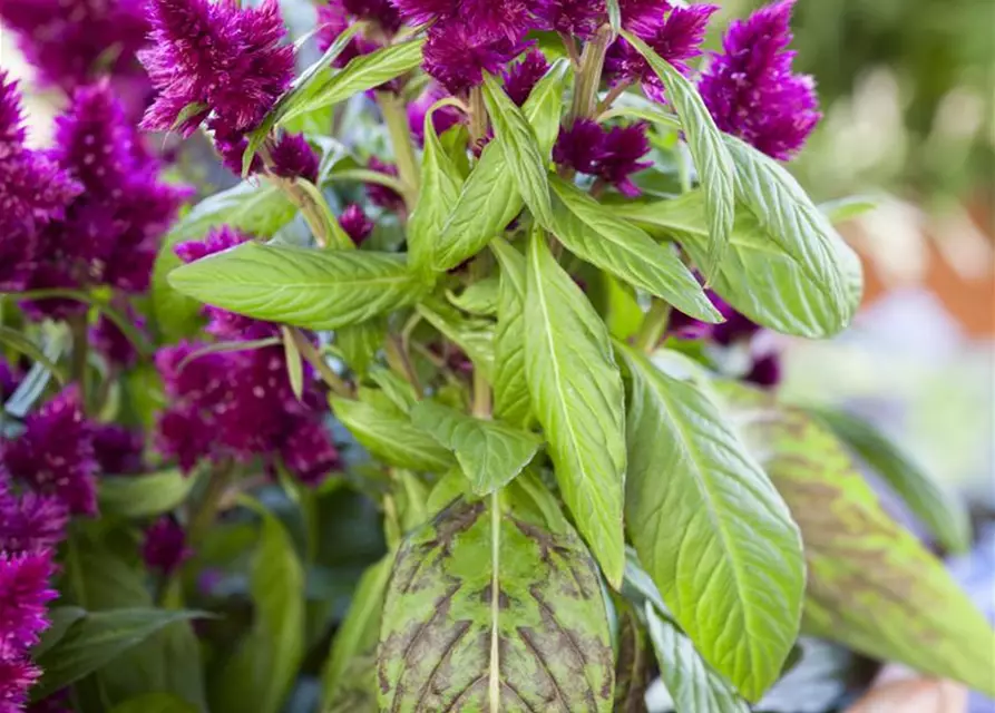 Celosia argentea var. plumosa