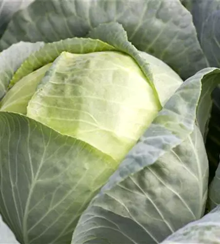 Brassica oleracea var. capitata f. alba