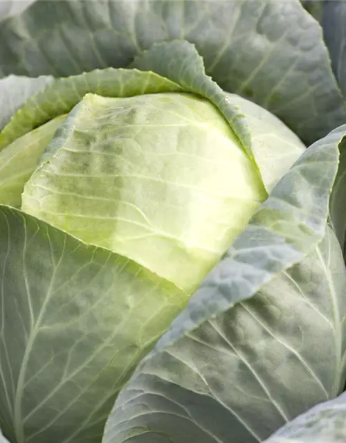 Brassica oleracea var. capitata f. alba