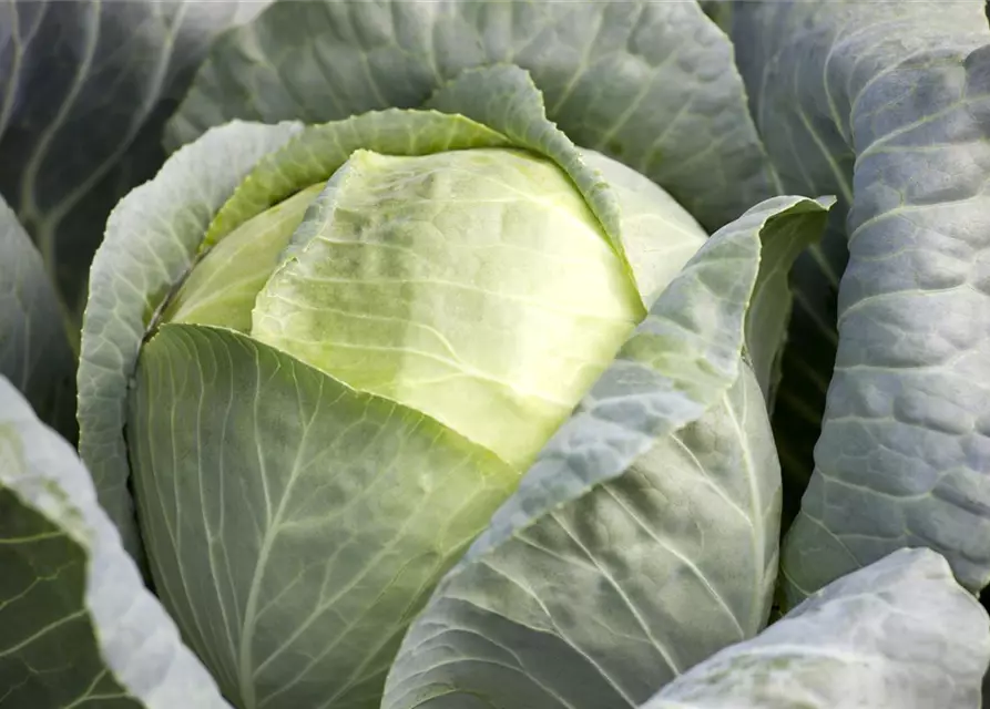 Brassica oleracea var. capitata f. alba