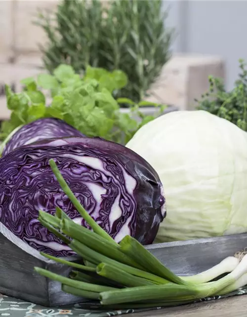 Brassica oleracea var. capitata f. rubra