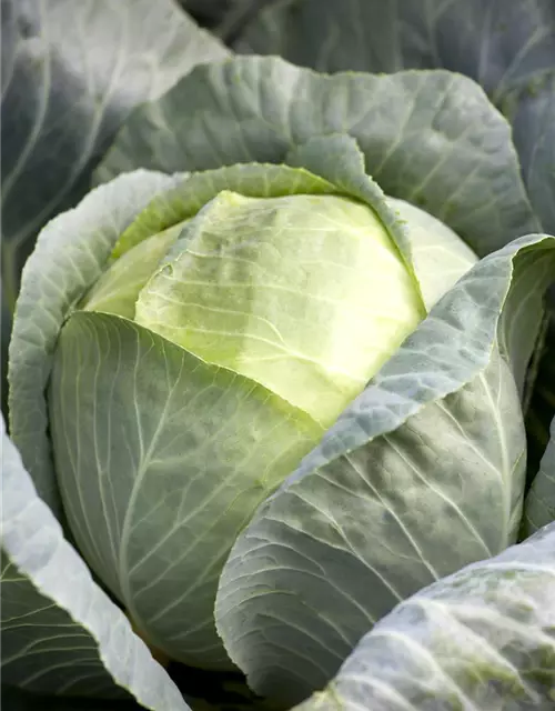 Brassica oleracea var. capitata f. alba